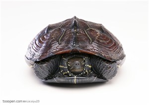 野生世界-缩头的乌龟