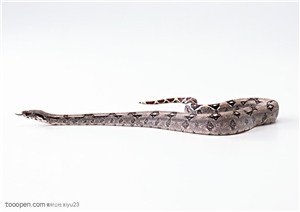 野生世界-笔直的花蛇