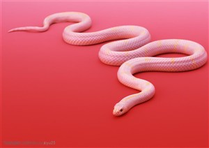野生世界-白色的长蛇