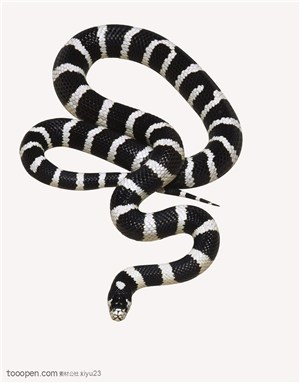 野生世界-彩色花纹的蛇