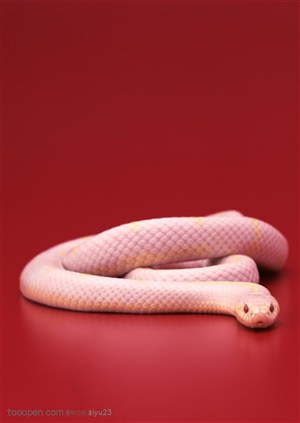 野生世界-迭起的白色蛇