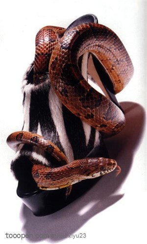 野生世界-高跟鞋里的蛇