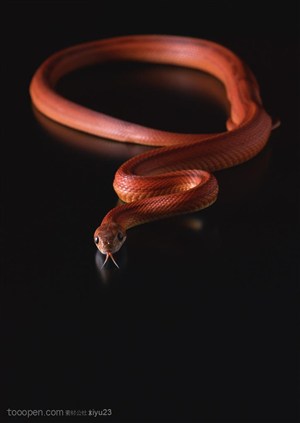 野生世界-褐色的蛇