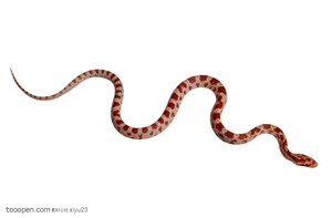 野生世界-红色花纹的蛇