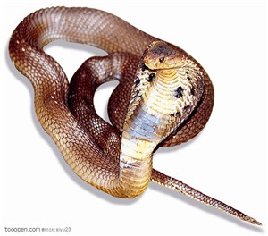 野生世界-褐色的眼镜蛇