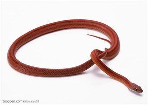 野生世界-红褐色的蛇