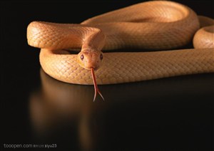 野生世界-灰褐色的蛇