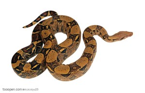 野生世界-盘转的土黄色蛇