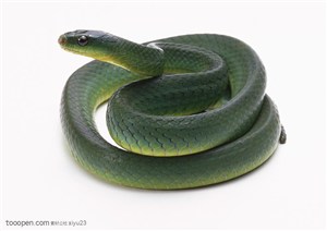 野生世界-漂亮的绿色蛇