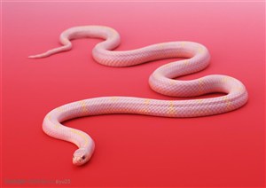 野生世界-漂亮的白色蛇