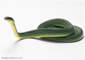 野生世界-伸直头的蛇