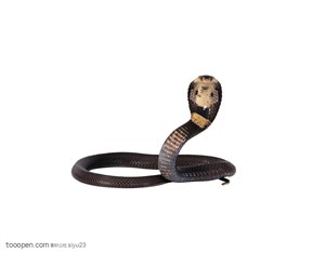 野生世界-树立起了的眼镜蛇
