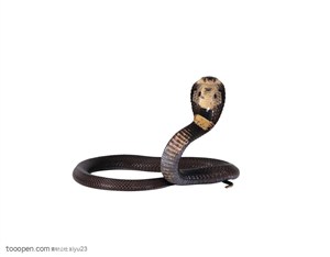 野生世界-抬起头的眼镜蛇