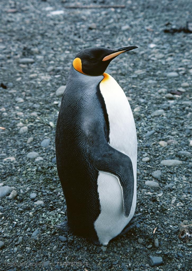 海洋鸟类-站在碎石子上的一只企鹅