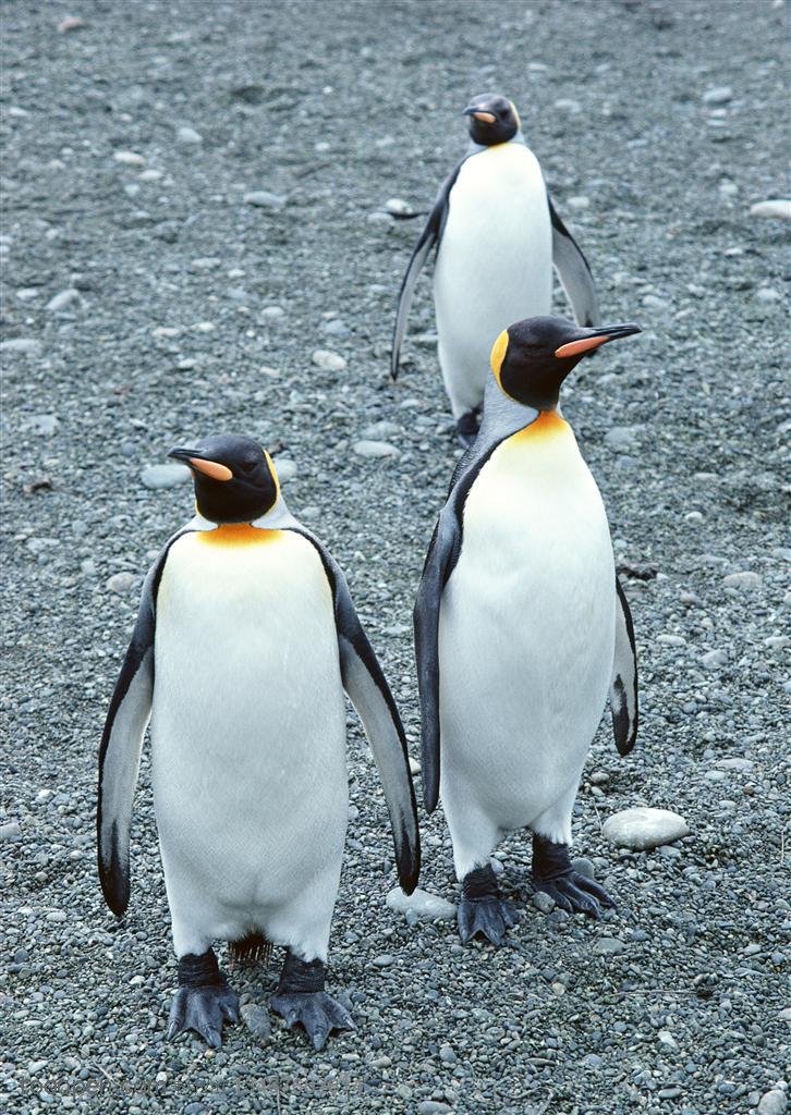 海洋鸟类-三只企鹅
