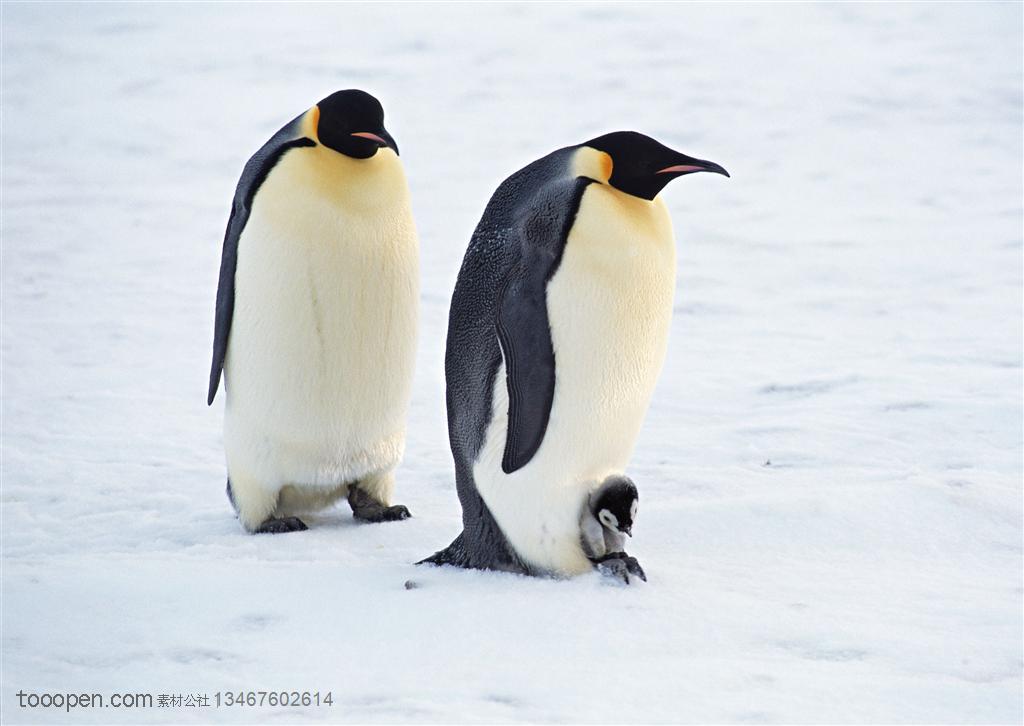 海洋鸟类-企鹅爸爸企鹅妈妈和小企鹅一起走在雪地上鸟图片