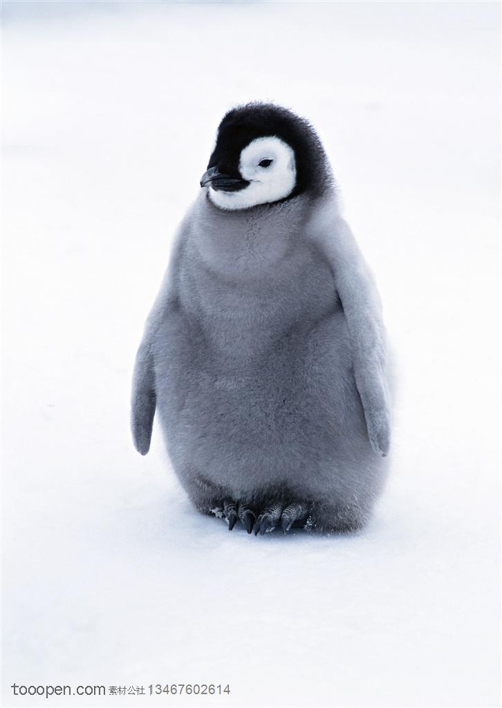 海洋鸟类-一只小企鹅站在雪地里