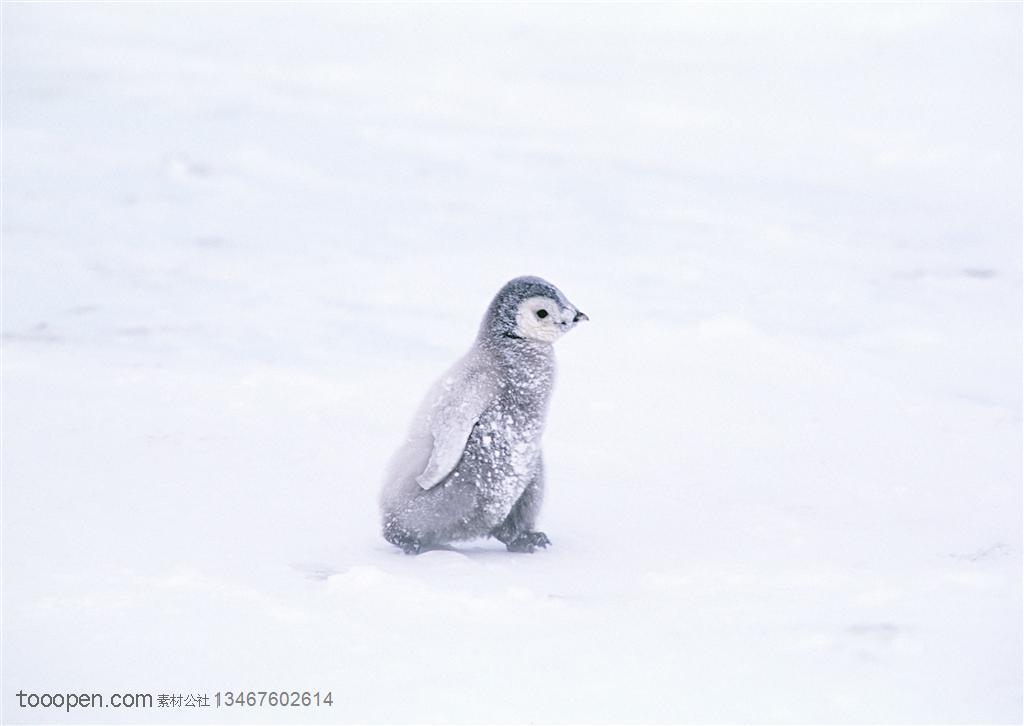 海洋鸟类-一只小企鹅行走在暴风雪地里