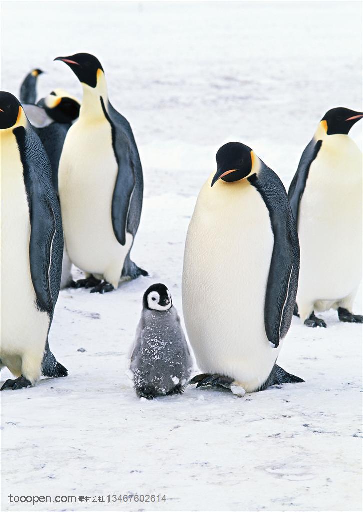 海洋鸟类-一群企鹅站在雪地里小企鹅站在大企鹅旁边