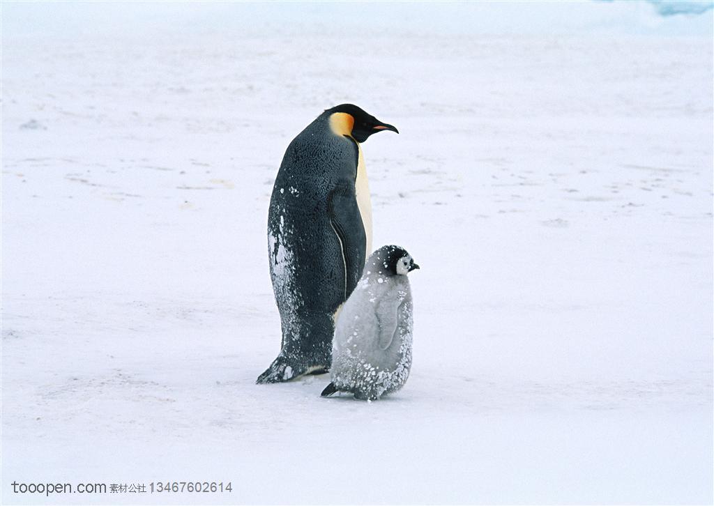 海洋鸟类-和大企鹅一起行走在雪地里的小企鹅