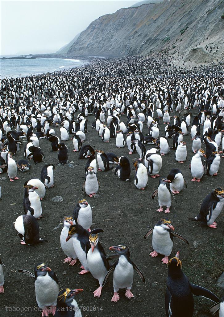 海洋鸟类-在海边成群结队的企鹅聚集在一起
