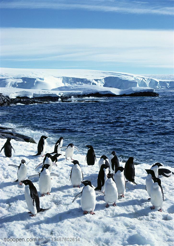 海洋鸟类-在海边雪地里一群企鹅在玩耍