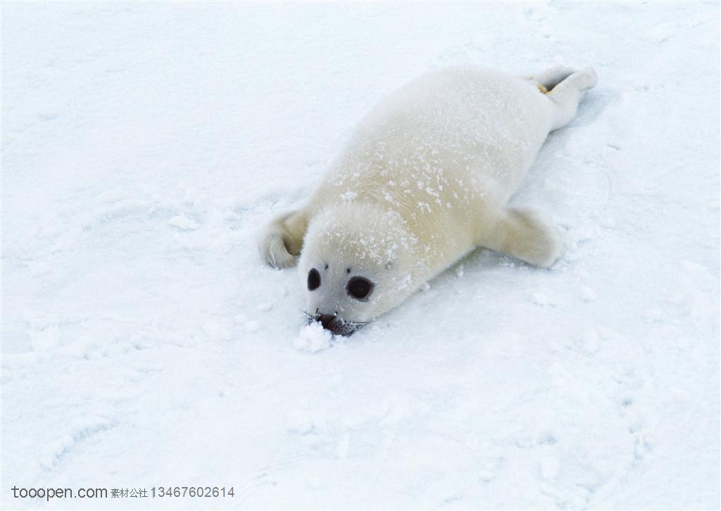 海洋生物-趴在雪地里独自玩耍的胖嘟嘟小海豹