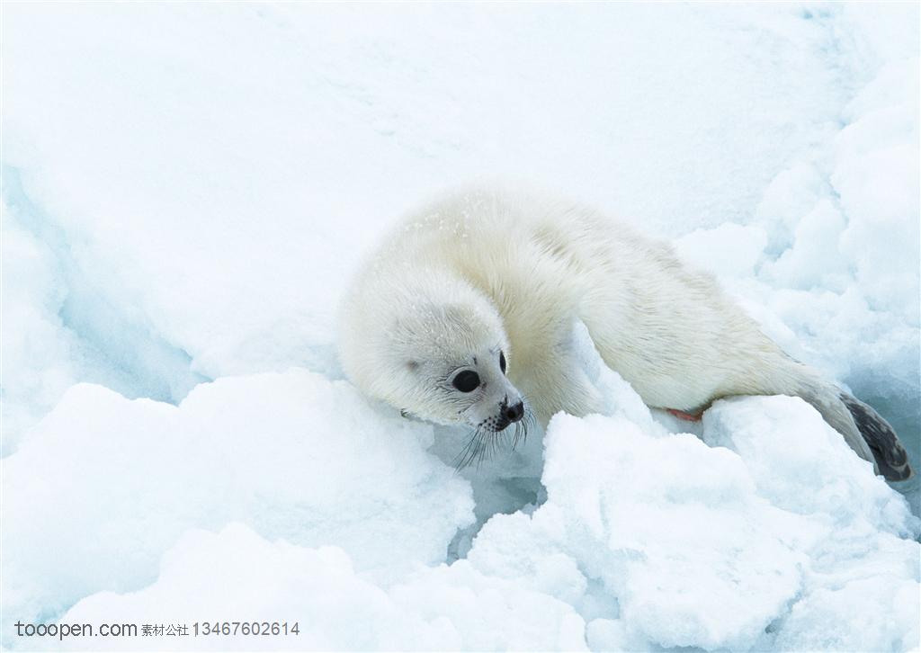 海洋生物-独自在冰块上的小海豹