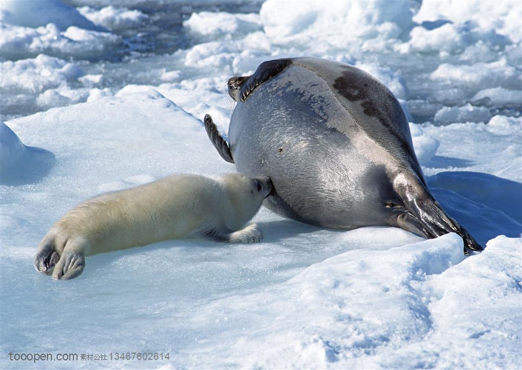 海洋生物-雪地里海边妈妈给小海豹喂奶