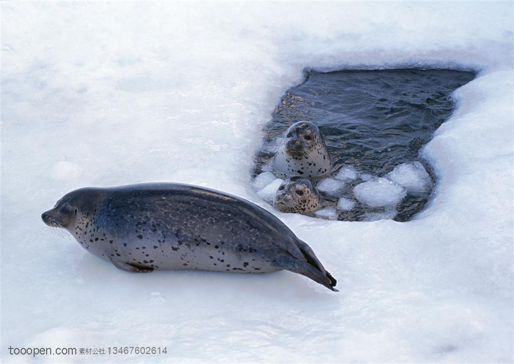 海洋生物-在海里的冰窟窿里露出两个脑袋的海豹望着趴在冰上的大海豹