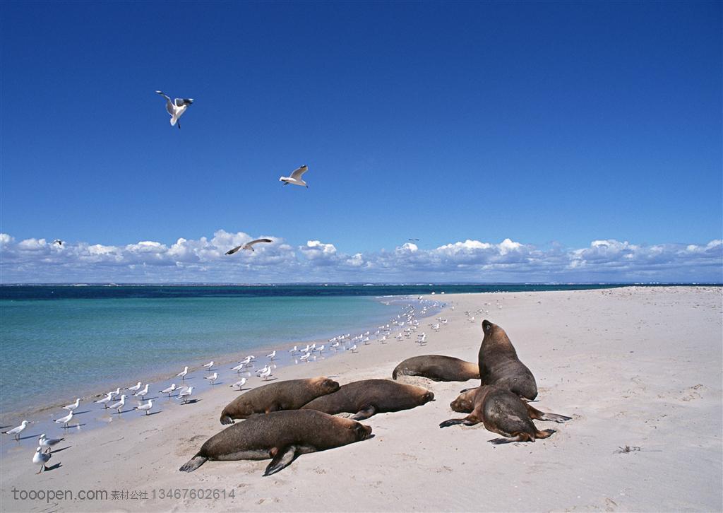 海洋生物-蓝天白云下蔚蓝的海边趴着一群海豹和一群海鸥