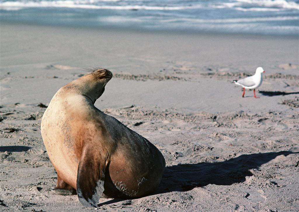 海洋生物-在沙滩上脑袋反转着的海豹