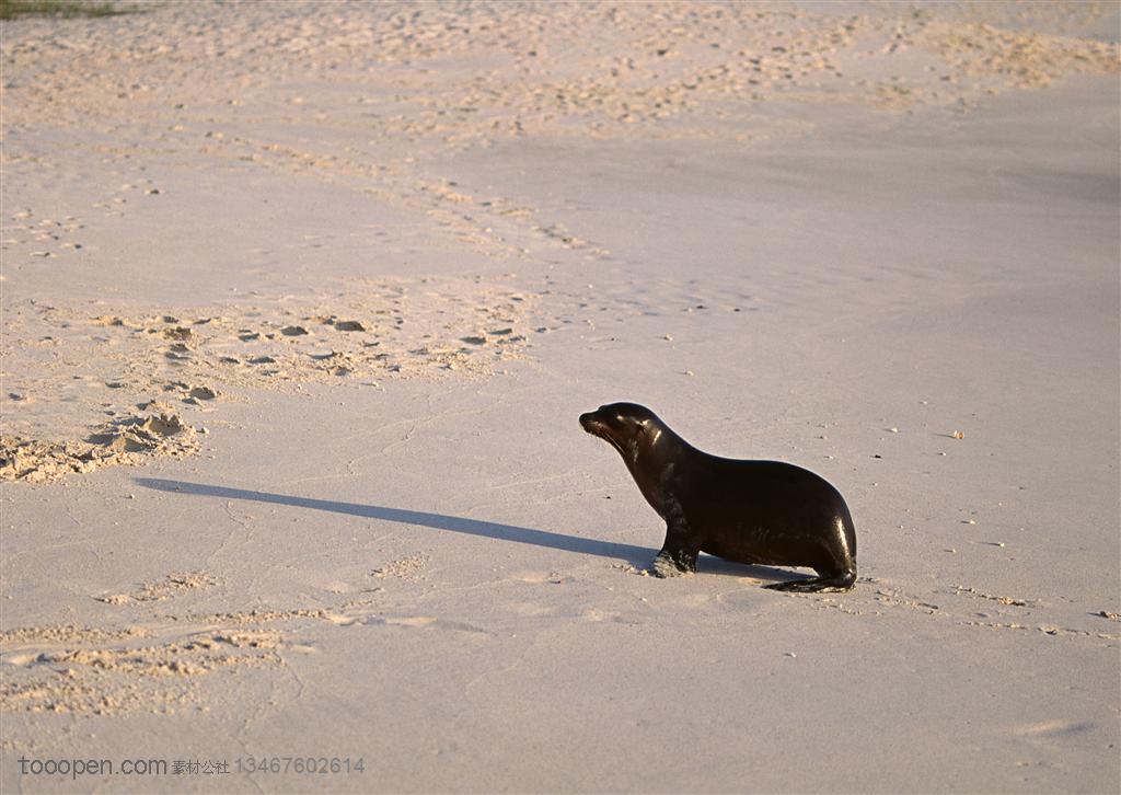 海洋生物-在海边沙滩上独自爬行的海豹