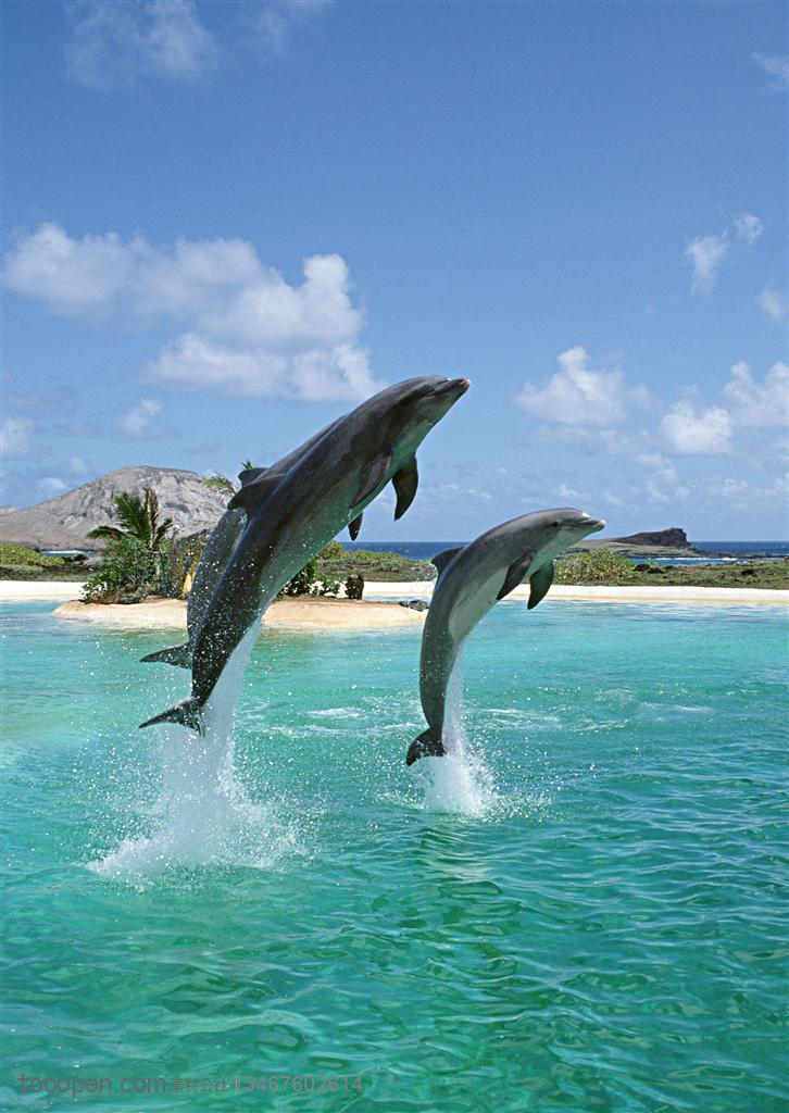 海洋生物-在海洋岛屿边上腾空跳跃出水面的三只海豚
