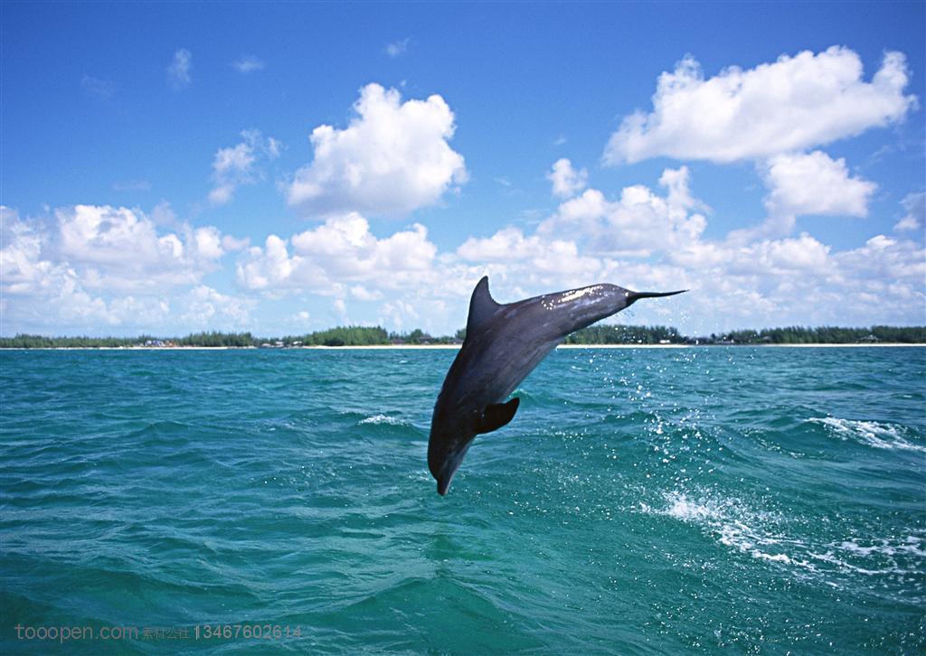 海洋生物-一只海豚跳跃在空中