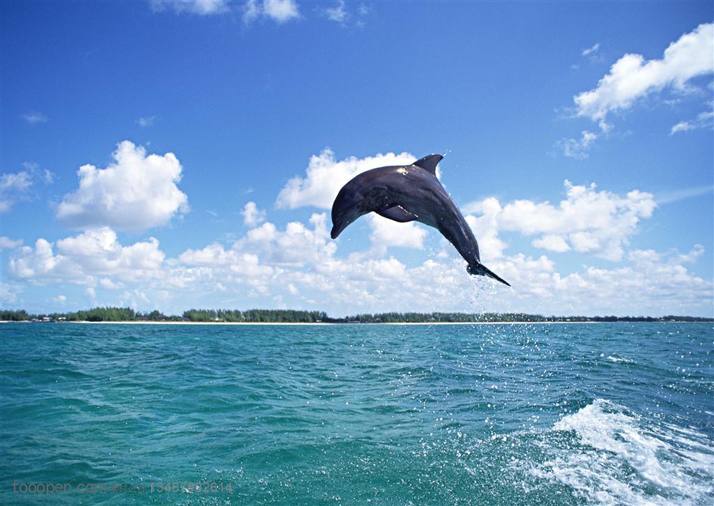海洋生物-蓝天白云下一只海豚跳跃在空中