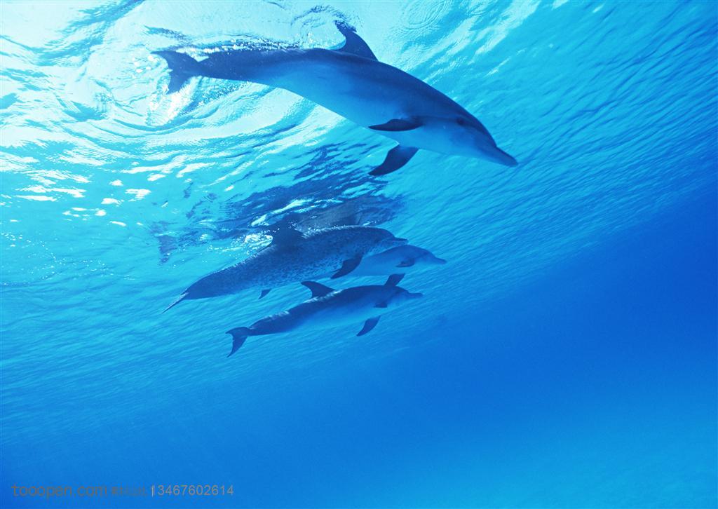 海洋生物-四只游在蓝色海底的海豚