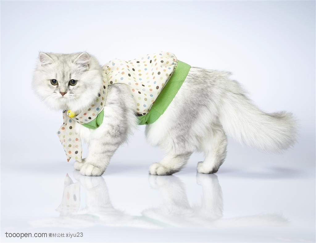 可爱猫咪-穿着衣服的波斯猫
