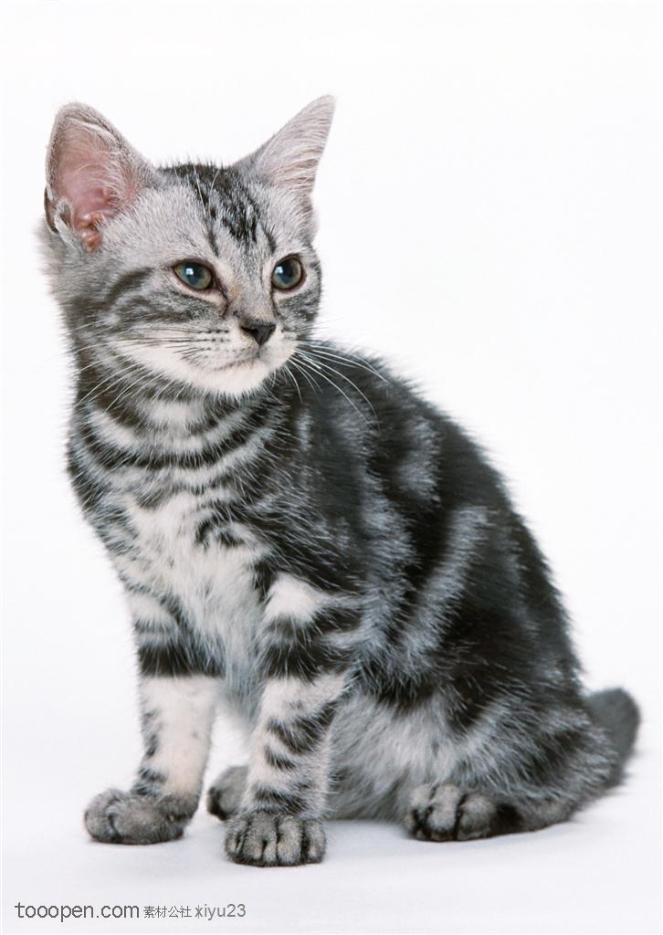 可爱猫咪-蹲着的可爱小猫英国短毛猫