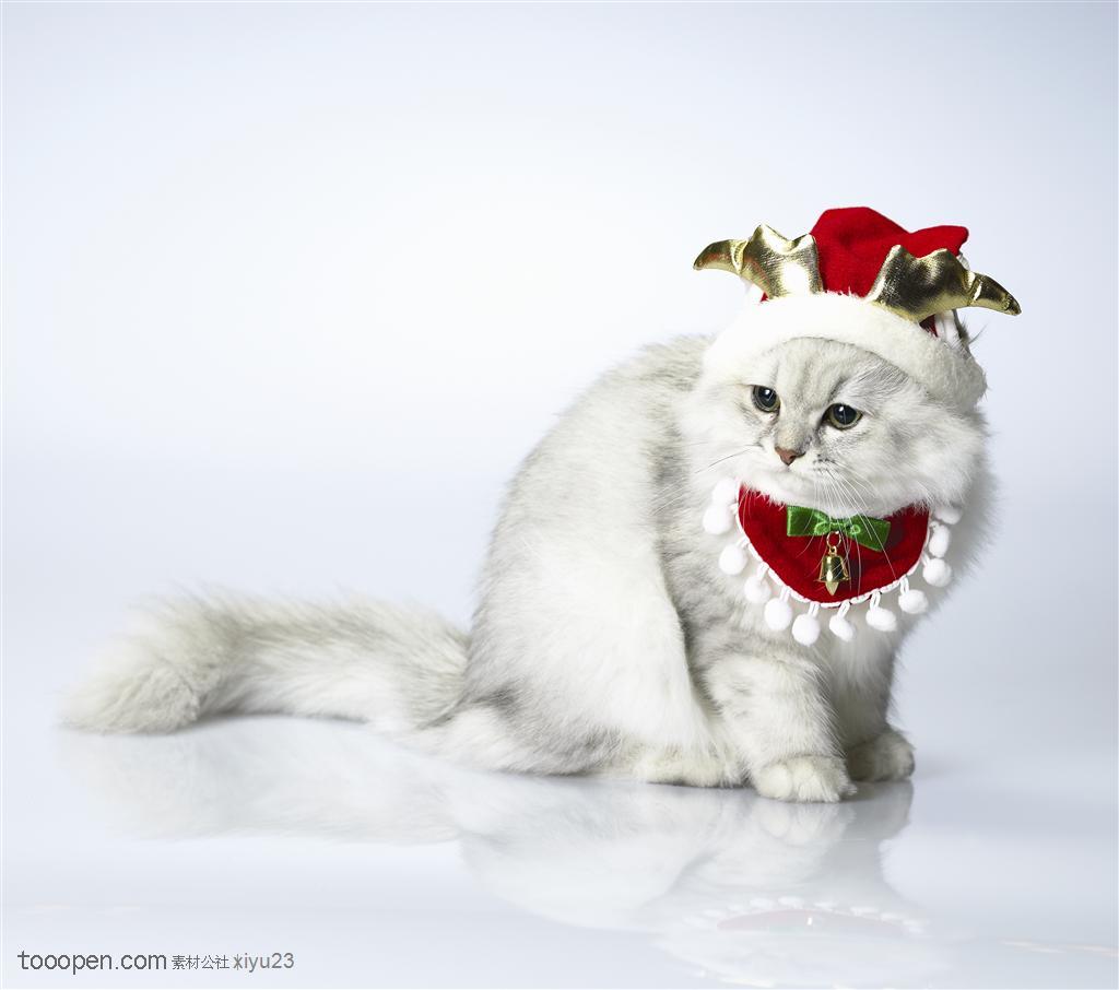 可爱猫咪-带着圣诞帽子的波斯猫