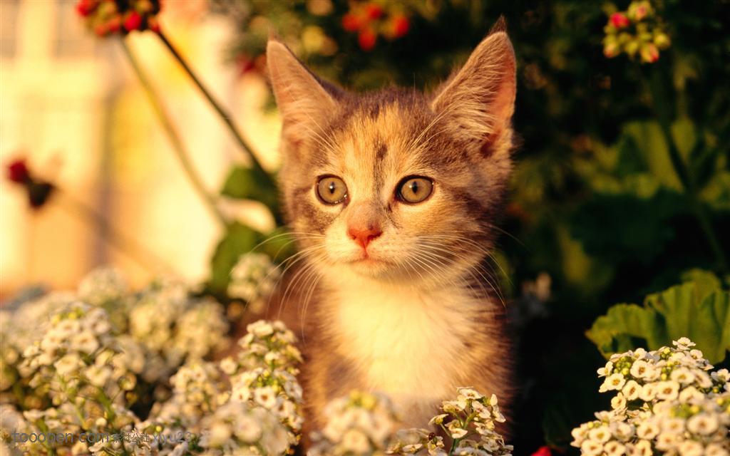 可爱猫咪-花丛的小猫咪