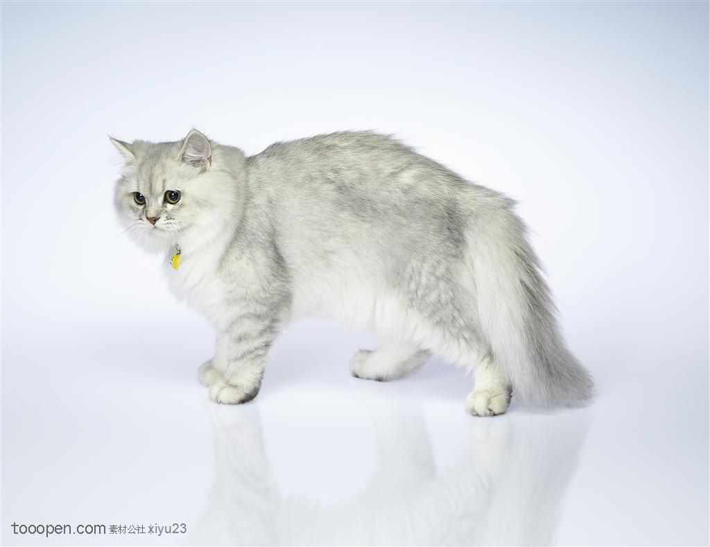可爱猫咪-洁白的波斯猫