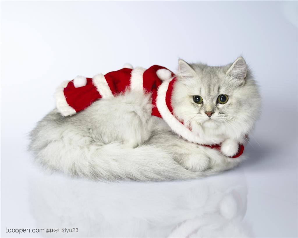 可爱猫咪-卷缩的白色猫咪