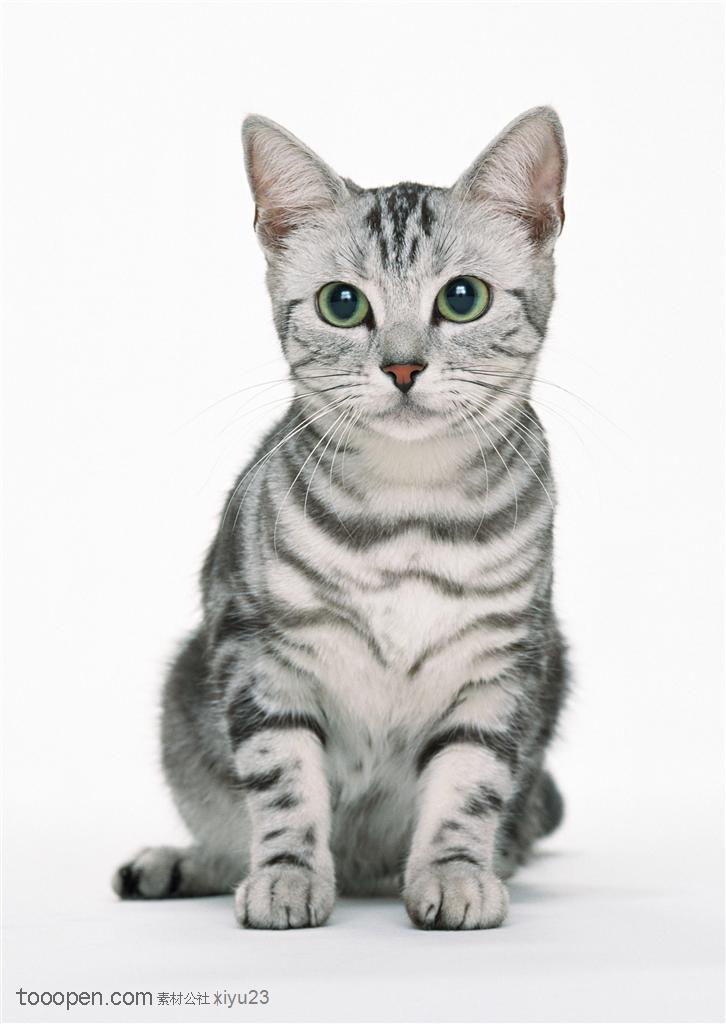 可爱猫咪-灰色的美国猫
