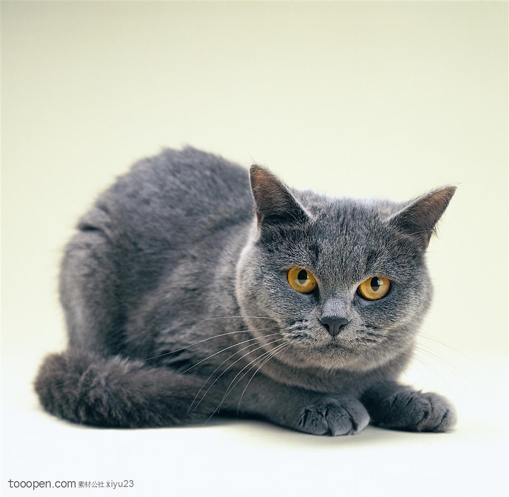 可爱猫咪-卷缩的灰色猫