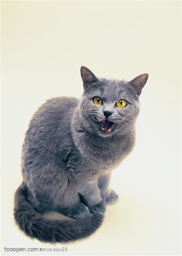 可爱猫咪-鸣叫的灰色猫
