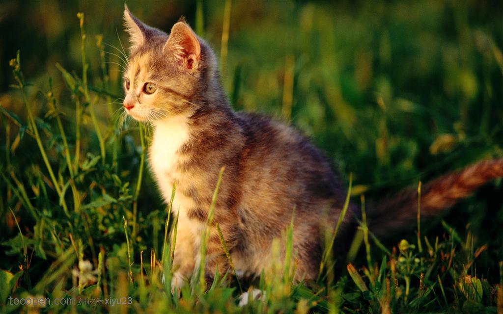 可爱猫咪-站着草丛中的猫