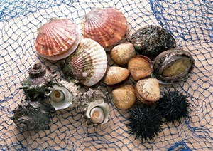 海洋生物-放在渔网上的扇贝、海胆、海螺等海鲜