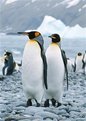 海洋鸟类-企鹅伸长着脖子