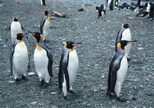 海洋鸟类-成群结队的企鹅站在碎石块上